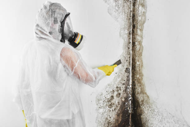 Best Local Mold Removal Service  in Bedford, VA