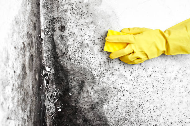 Best Mold Testing  in Bedford, VA