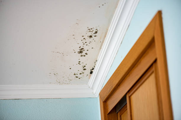 Certified Mold Removal in Bedford, VA