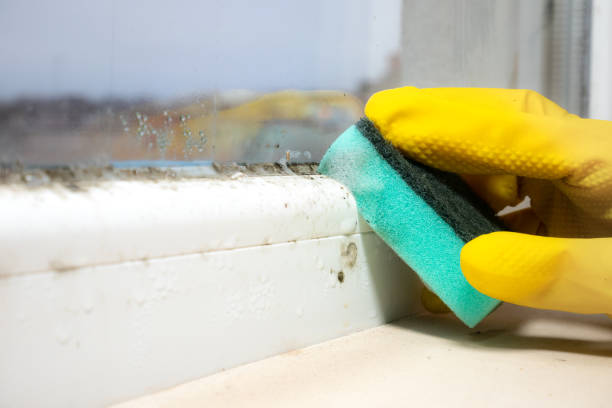Reliable Bedford, VA Mold Removal Solutions