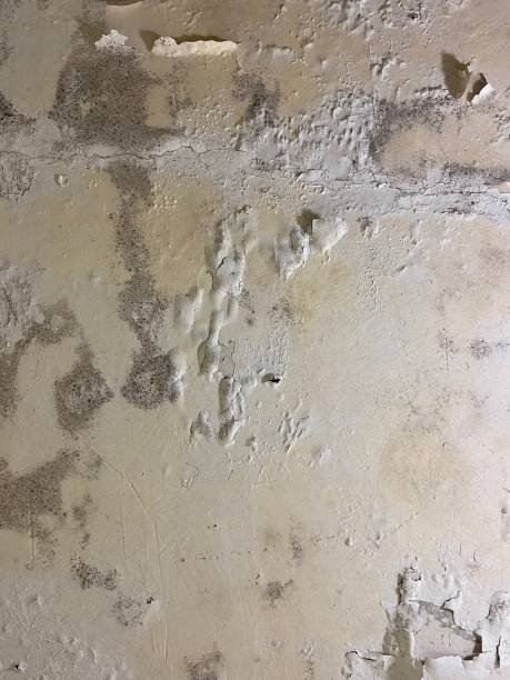Best Certified Mold Removal  in Bedford, VA