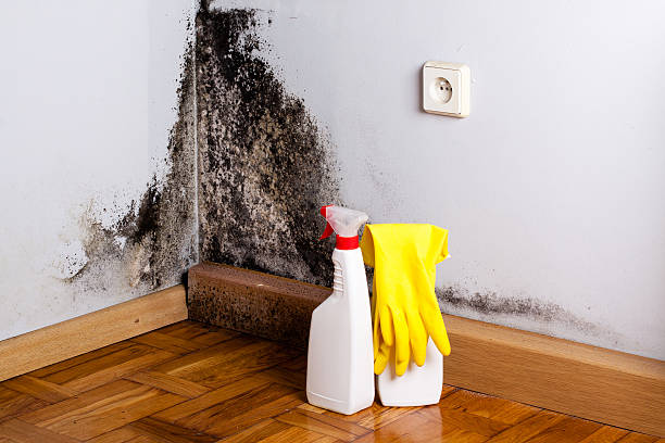 Best Emergency Mold Removal  in Bedford, VA
