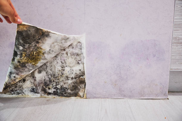Best Attic Mold Removal  in Bedford, VA